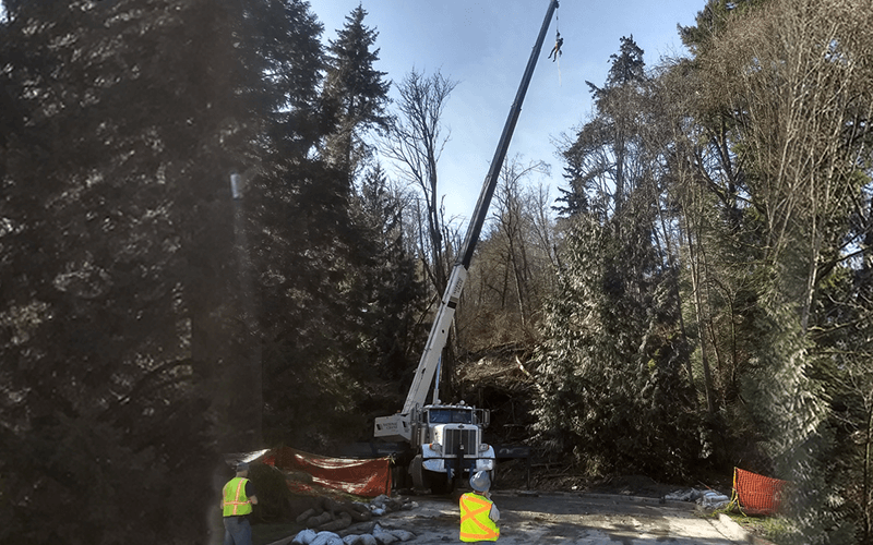 emergency-tree-work-services-woodinville-wa-fineline-tree-service